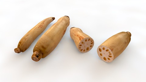 Lotus Root 3D Model
