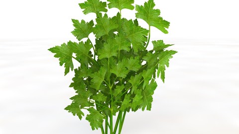 Parsley 3D Model