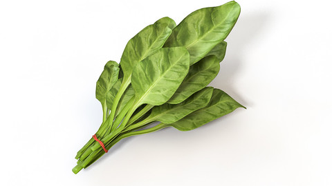 Spinach 3D Model