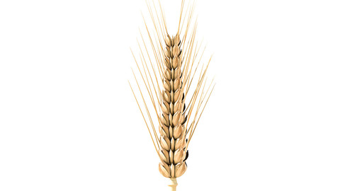 Wheat 3D model