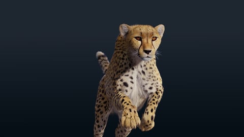 3D Animal | Cheetah Animated