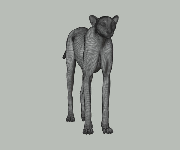 ArtStation - 3D Animal | Cheetah Animated | Resources