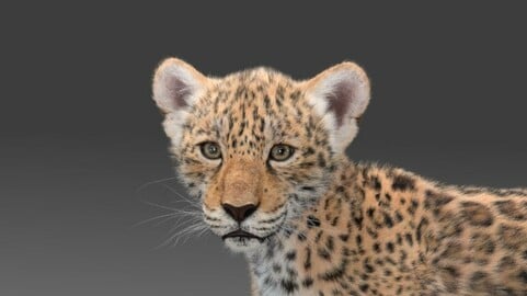 3D Animal | Jaguar Baby (Panthera Onca) Animated