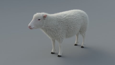 3D Animal | Sheep