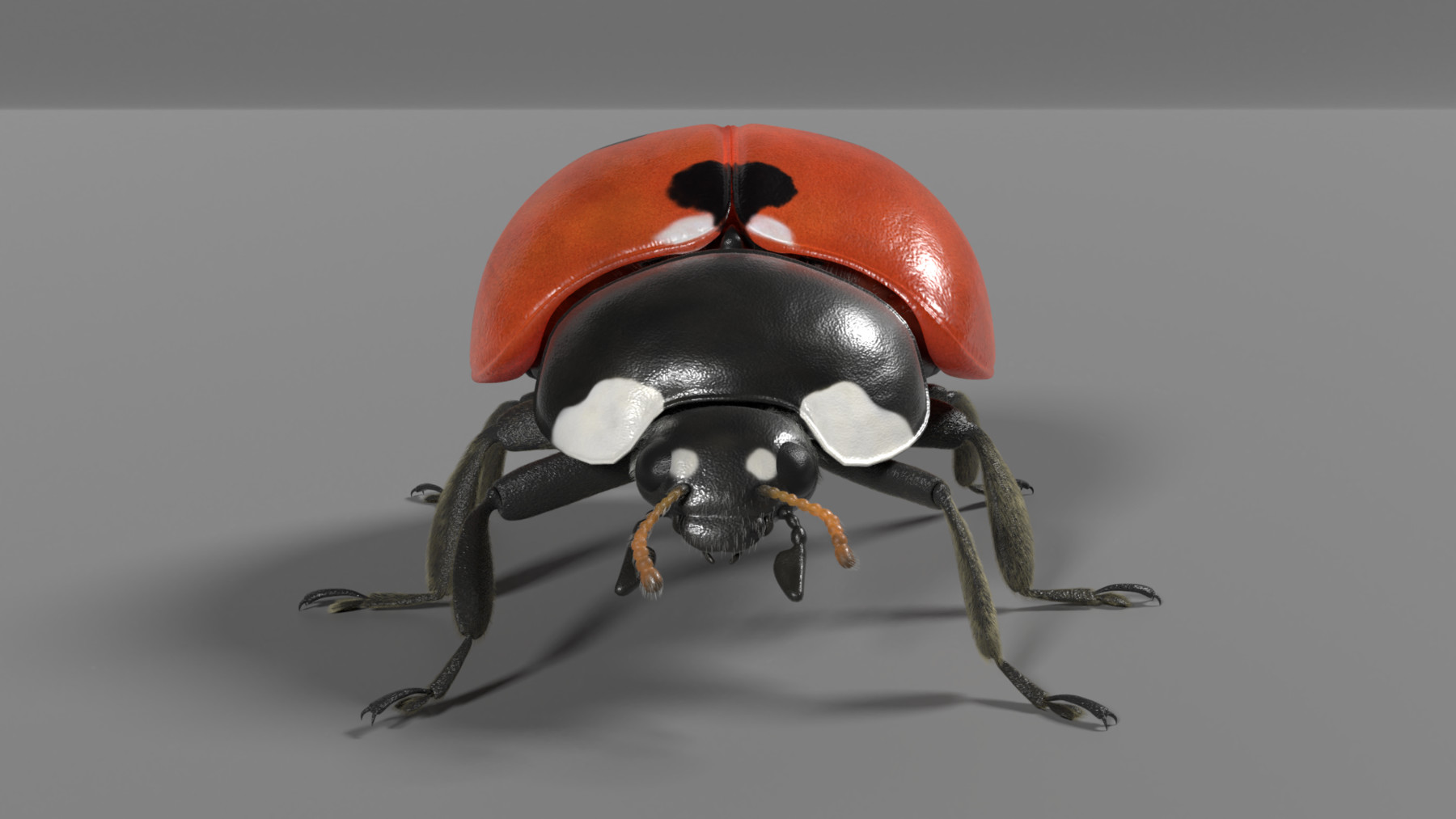 ArtStation - 3D Animal | Ladybug Animated | Resources