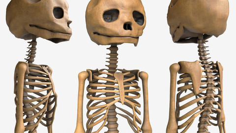 Foetus Skeleton - PBR Low-poly