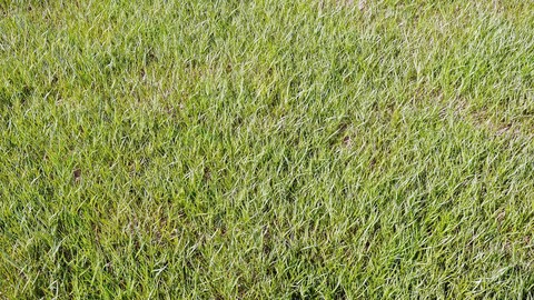 Grass For Landscaping Vol_01
