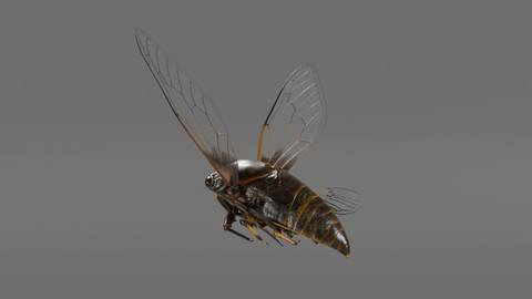 Cicada 3D model