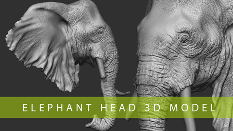Elephant Head 3D Model