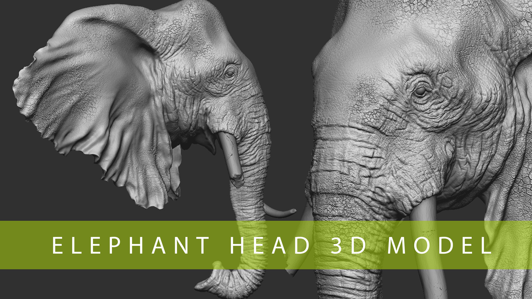 ArtStation - Elephant Head 3D Model | Resources
