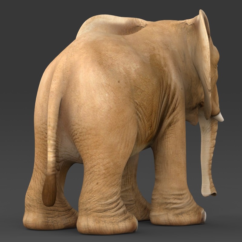 Big elephant 3. Элефант модель. PR models Elefant. Elephant 3d sitting. Funny Elephant 3d model cartoon.