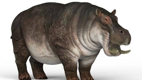 Hippopotamus 3D Model