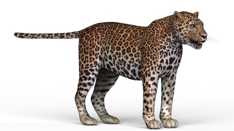 Jaguar 3D Model