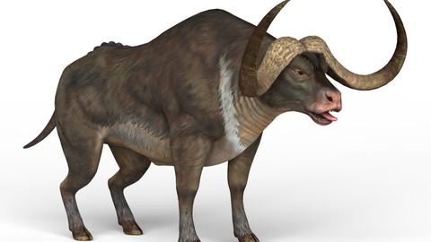 Wild Buffalo 3D Model