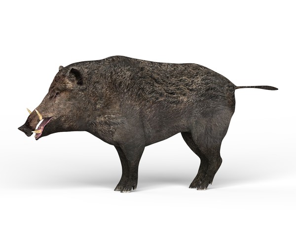 ArtStation - Wild Boar 3D Model | Resources