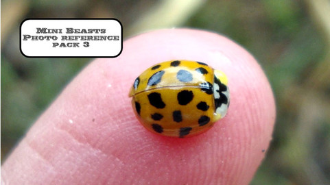 Mini Beast - Photo reference pack 3