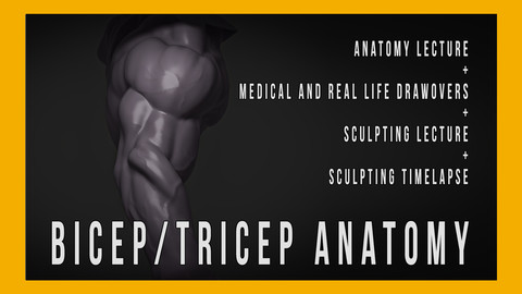 Bicep/Tricep Anatomy for Sculptors