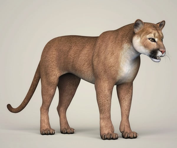 ArtStation - Photorealistic Wild Cougar | Resources