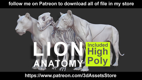 Animals - Lion Anatomy Skin Ecorche