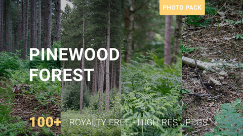 ArtStation - PINEWOOD FOREST - 100+ Photo Reference Pack | Resources