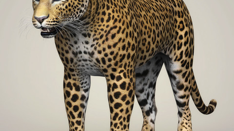 Photorealistic Wild Leopard 3D Model