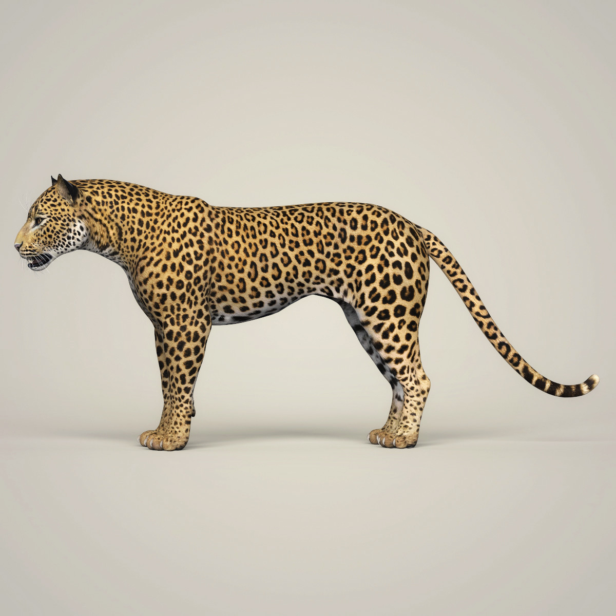 ArtStation - Photorealistic Wild Leopard 3D Model | Resources