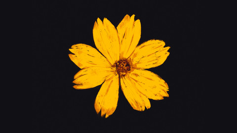 Daisy Free HD Mobile Wallpaper