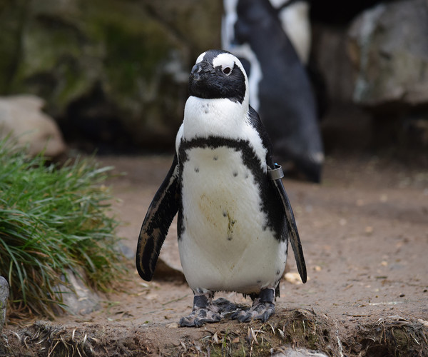 ArtStation - Reference: Animal Pack Two 500 | Resources