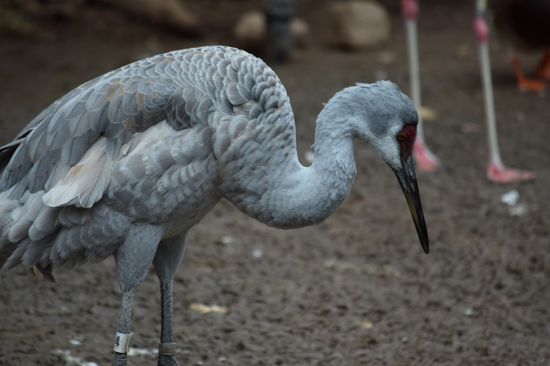 ArtStation - Reference: Animal Pack Two 500 | Resources