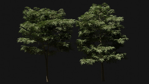 London Plane Trees 3D model