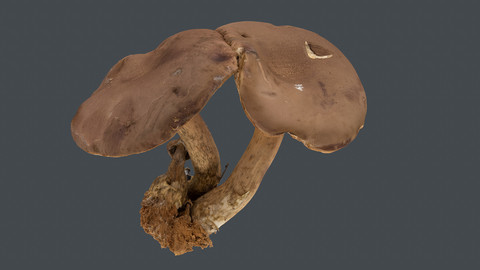 Photoscan_Mushroom_0014_only HighPoly Mesh (16K Texture)