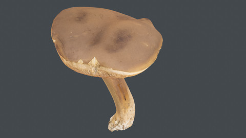 Photoscan_Mushroom_0015_only HighPoly Mesh (16K Texture)