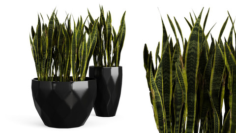 Sanseveria snake plant