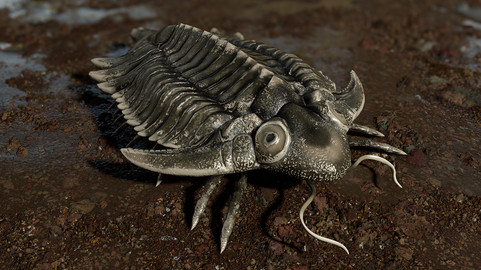 Trilobite 01 - Metopolichas