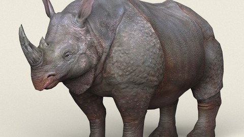 Rhinoceros