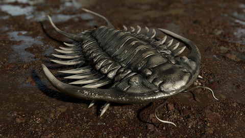 Trilobite 03 - PARACERAURUS EXSUL