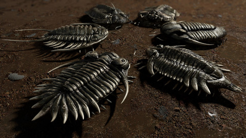 Trilobites Collection