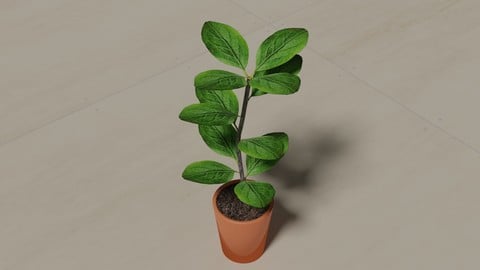 PLANT FOR HOME DECORATION.