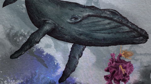 Humpback whale & underwater dancer - TIF - CMYK colours - 300 dpi