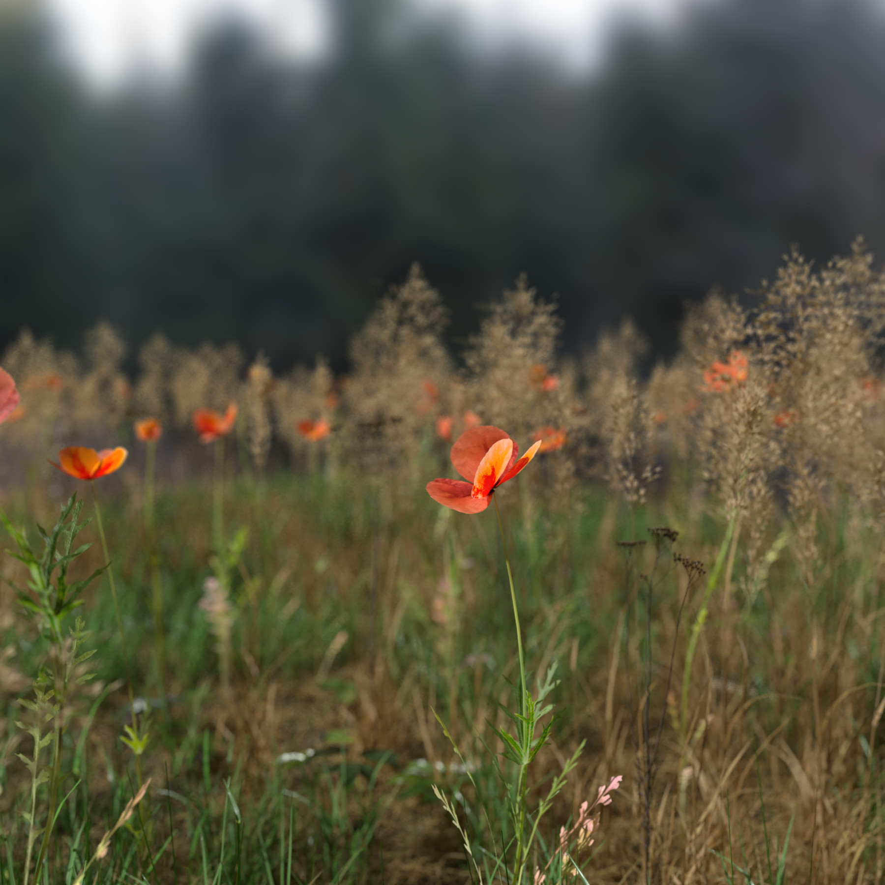 ArtStation - Poppy Pack | Resources