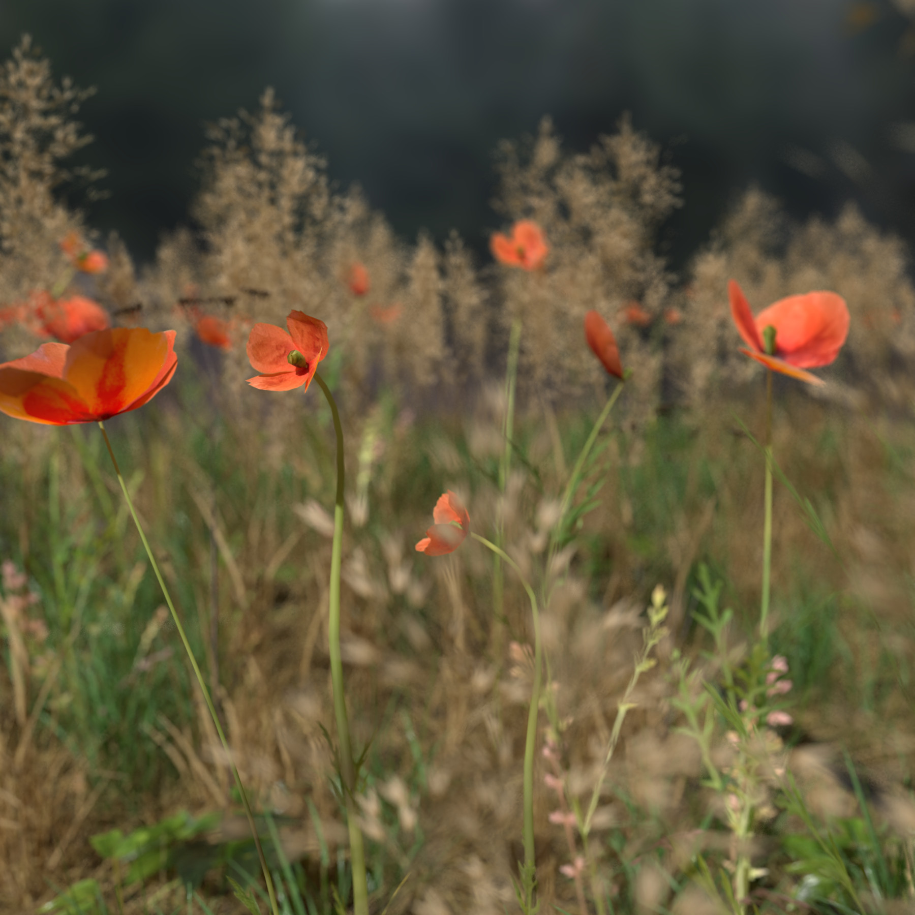 ArtStation - Poppy Pack | Resources