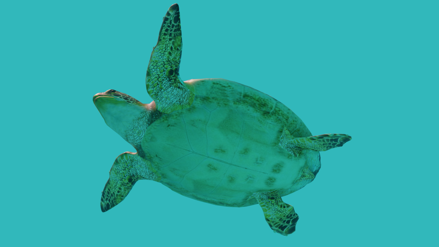 Turtle 3. Черепаха 3д. черепаха 3д модель. turtle 3d. черепаха на 3д принтере.