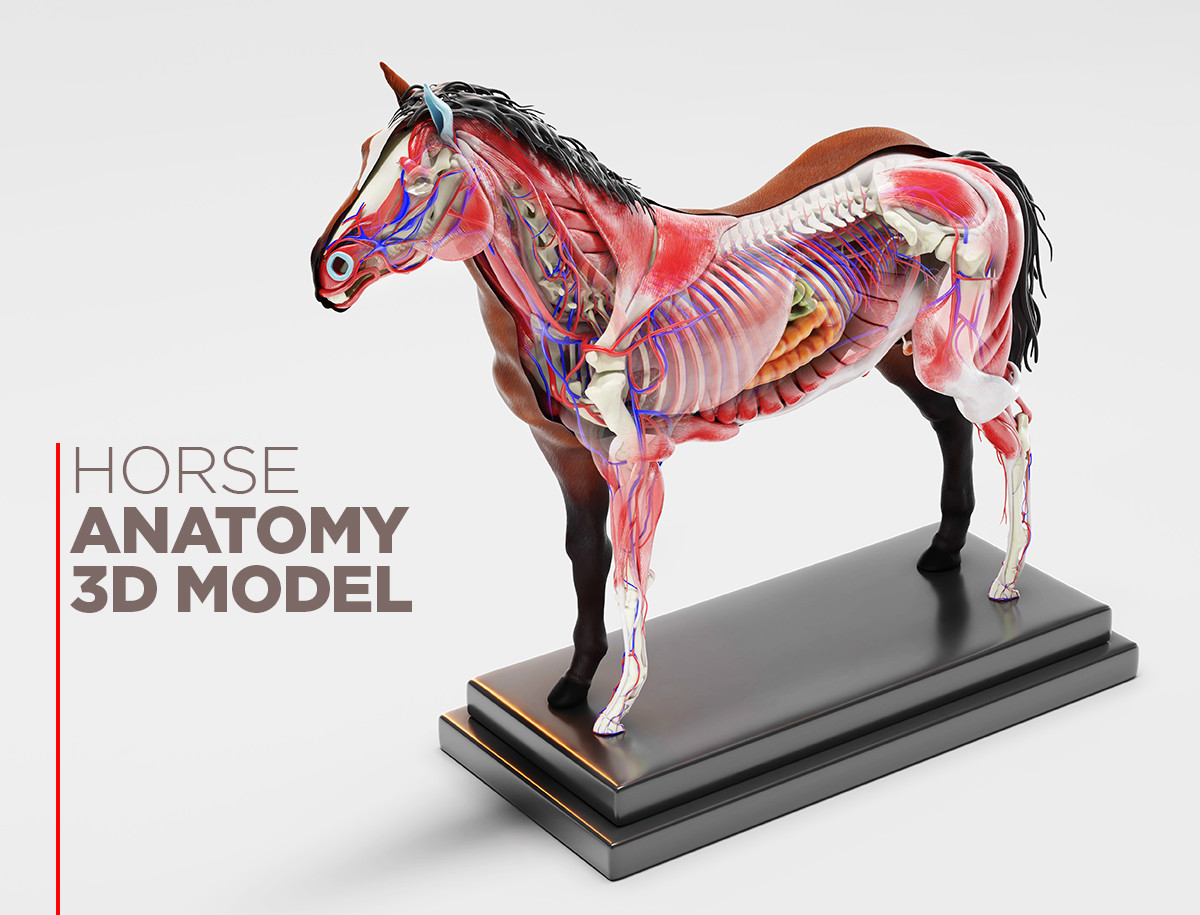 Visible horse anatomy model