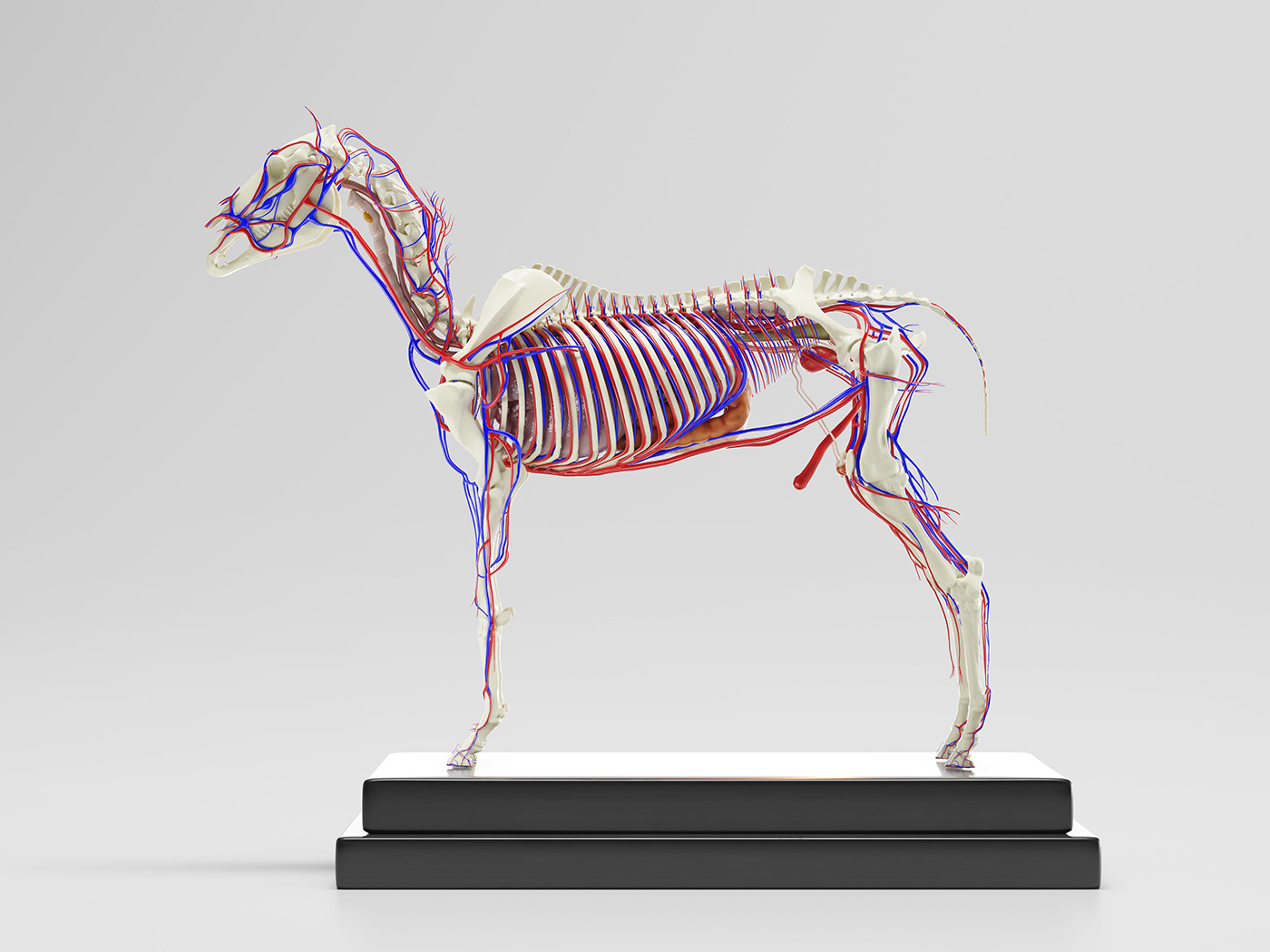 ArtStation - Horse Anatomy with internal organs - 4k textures 3D model