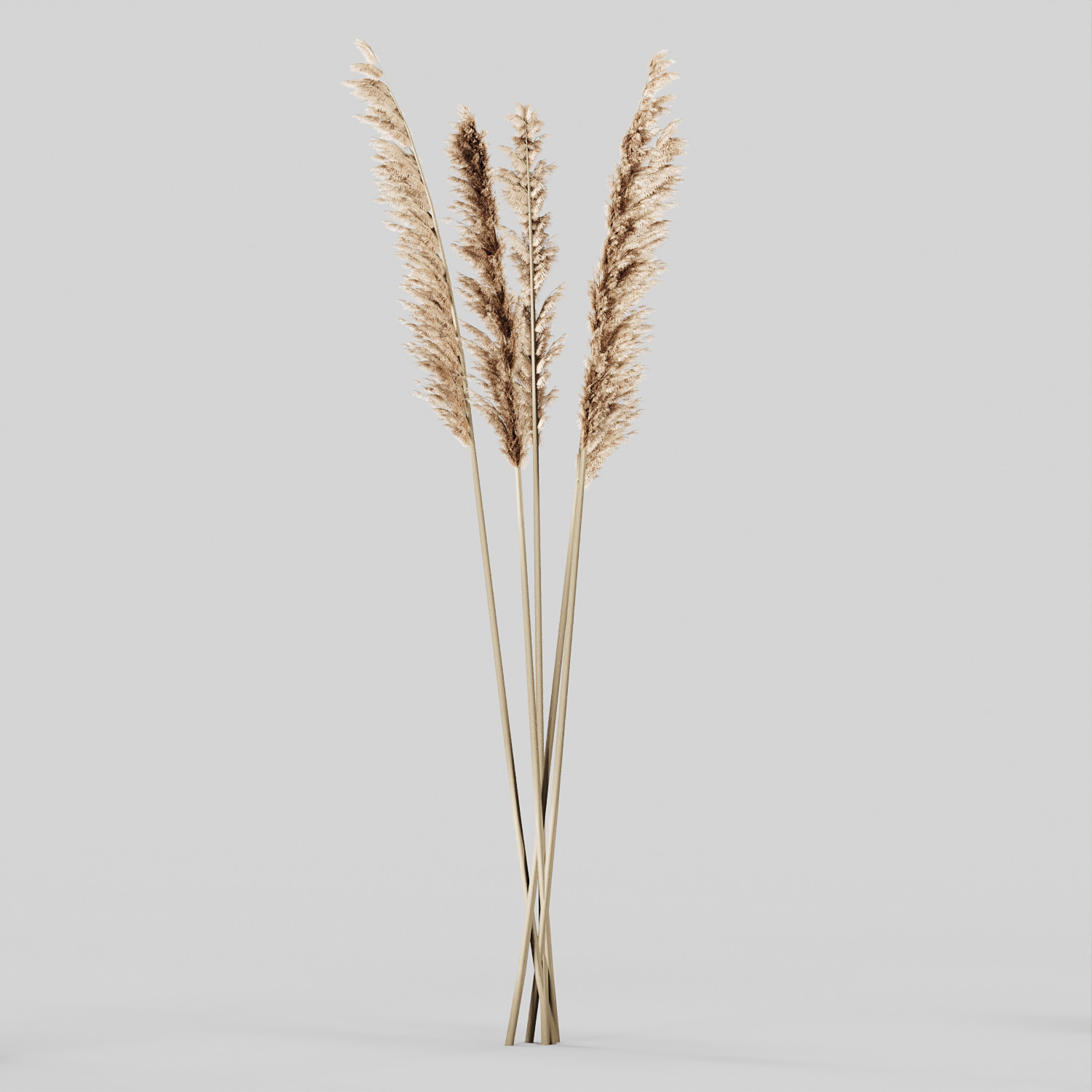 ArtStation - pampas decorative set 003