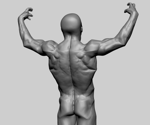 ArtStation - Male Anatomy Study | Resources