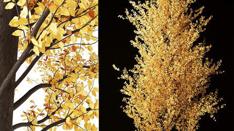 Golden-Ash-tree