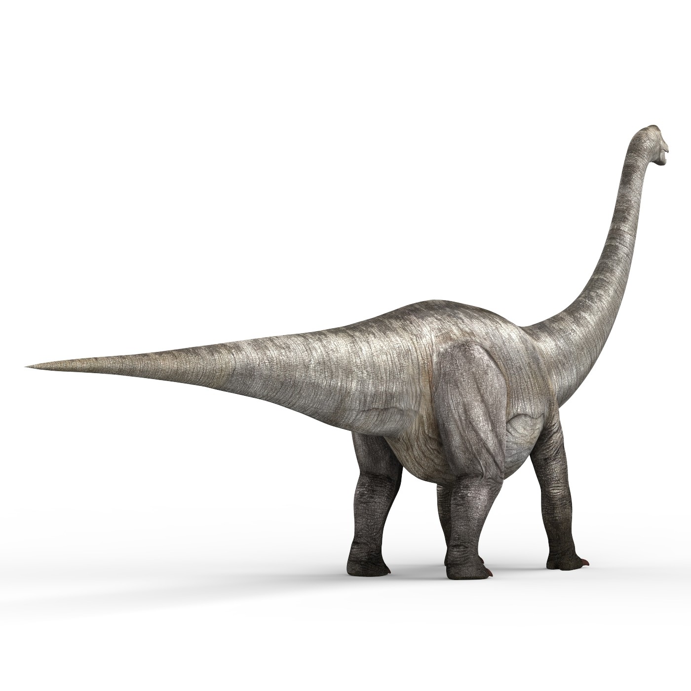 the dinosaur diplodocus