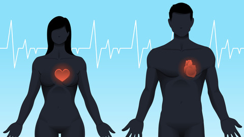 Vector Male and Female Anatomy - Hearts Shown