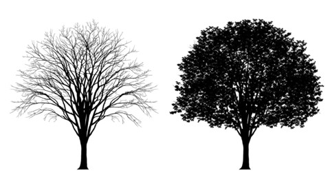 Vector Tree Silhouette - Detailed with and without leaves